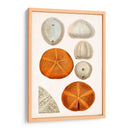 Curiosidad Costera Ii | Cuadro decorativo de Canvas Lab