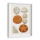 Curiosidad Costera Ii | Cuadro decorativo de Canvas Lab