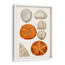 Curiosidad Costera Ii | Cuadro decorativo de Canvas Lab