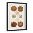 Curiosidad Costera Iii | Cuadro decorativo de Canvas Lab