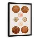 Curiosidad Costera Iii | Cuadro decorativo de Canvas Lab
