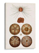 Curiosidad Costera Iv | Cuadro decorativo de Canvas Lab