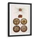 Curiosidad Costera Iv | Cuadro decorativo de Canvas Lab