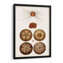 Curiosidad Costera Iv | Cuadro decorativo de Canvas Lab