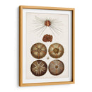 Curiosidad Costera Iv | Cuadro decorativo de Canvas Lab