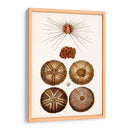 Curiosidad Costera Iv | Cuadro decorativo de Canvas Lab