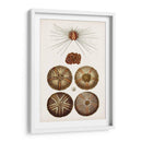 Curiosidad Costera Iv | Cuadro decorativo de Canvas Lab