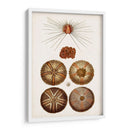 Curiosidad Costera Iv | Cuadro decorativo de Canvas Lab