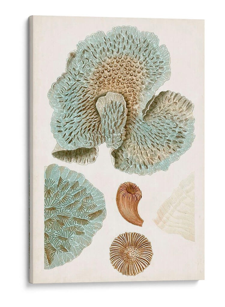 Curiosidad Costera V | Cuadro decorativo de Canvas Lab