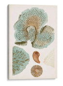 Curiosidad Costera V | Cuadro decorativo de Canvas Lab