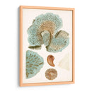Curiosidad Costera V | Cuadro decorativo de Canvas Lab