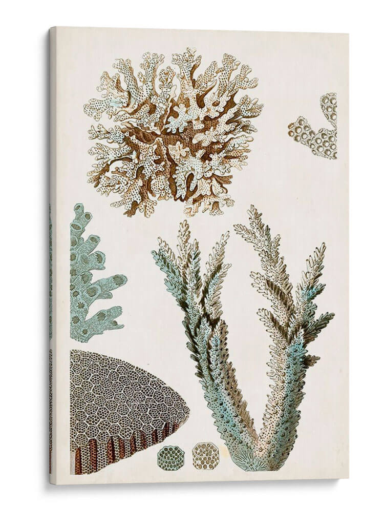 Curiosidad Costera Vi | Cuadro decorativo de Canvas Lab