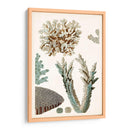 Curiosidad Costera Vi | Cuadro decorativo de Canvas Lab