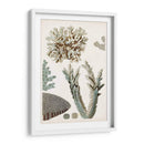 Curiosidad Costera Vi | Cuadro decorativo de Canvas Lab