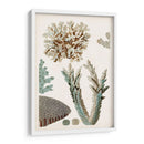 Curiosidad Costera Vi | Cuadro decorativo de Canvas Lab