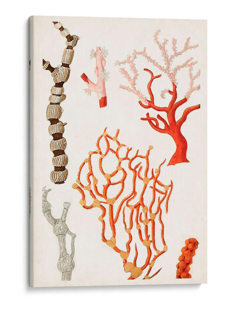 Curiosidad Costera Vii | Cuadro decorativo de Canvas Lab
