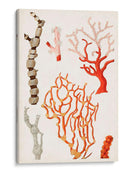 Curiosidad Costera Vii | Cuadro decorativo de Canvas Lab