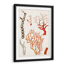 Curiosidad Costera Vii | Cuadro decorativo de Canvas Lab