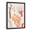 Curiosidad Costera Vii | Cuadro decorativo de Canvas Lab