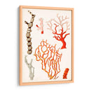 Curiosidad Costera Vii | Cuadro decorativo de Canvas Lab