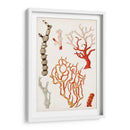 Curiosidad Costera Vii | Cuadro decorativo de Canvas Lab