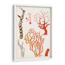Curiosidad Costera Vii | Cuadro decorativo de Canvas Lab