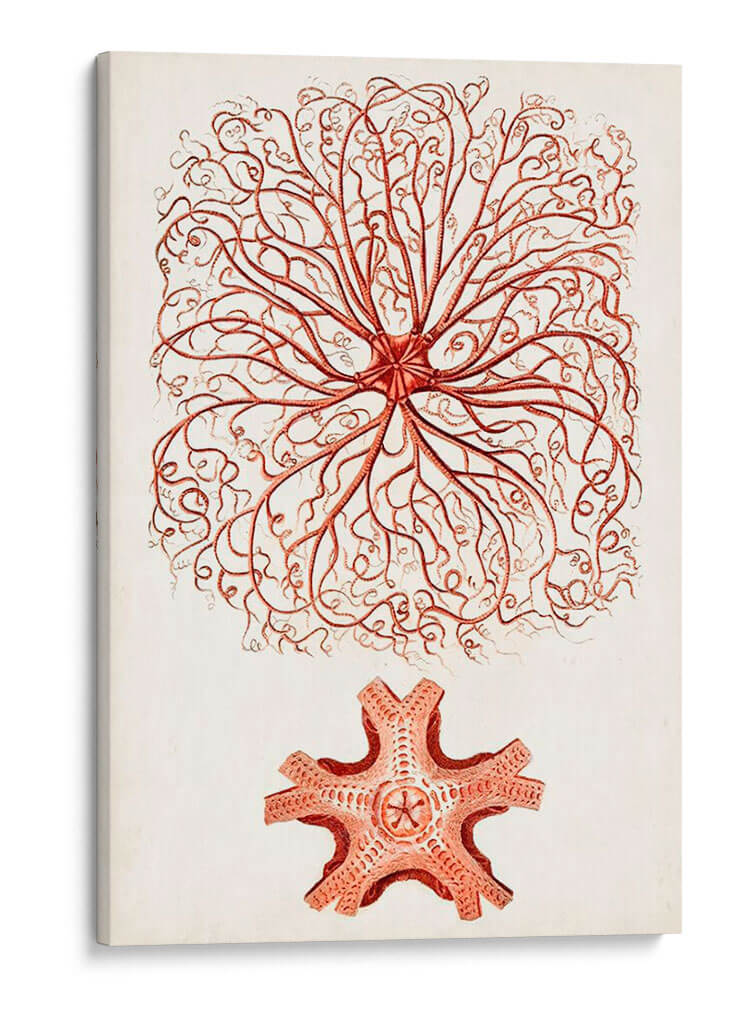 Curiosidad Costera Viii | Cuadro decorativo de Canvas Lab
