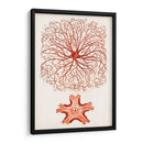 Curiosidad Costera Viii | Cuadro decorativo de Canvas Lab