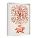 Curiosidad Costera Viii | Cuadro decorativo de Canvas Lab