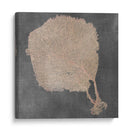 Fan De Mar Natural Ii - Vision Studio | Cuadro decorativo de Canvas Lab