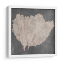 Fan De Mar Natural Iv - Vision Studio | Cuadro decorativo de Canvas Lab