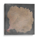 Fan De Mar Natural V - Vision Studio | Cuadro decorativo de Canvas Lab