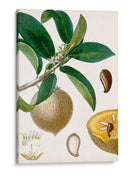 Turpin Tropical Fruit I - Turpin | Cuadro decorativo de Canvas Lab