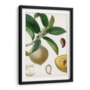 Turpin Tropical Fruit I - Turpin | Cuadro decorativo de Canvas Lab