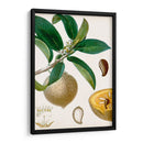 Turpin Tropical Fruit I - Turpin | Cuadro decorativo de Canvas Lab