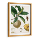 Turpin Tropical Fruit I - Turpin | Cuadro decorativo de Canvas Lab