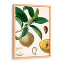 Turpin Tropical Fruit I - Turpin | Cuadro decorativo de Canvas Lab