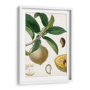 Turpin Tropical Fruit I - Turpin | Cuadro decorativo de Canvas Lab