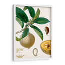 Turpin Tropical Fruit I - Turpin | Cuadro decorativo de Canvas Lab