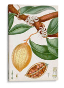 Turpin Tropical Fruit Ii - Turpin | Cuadro decorativo de Canvas Lab