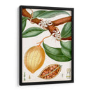 Turpin Tropical Fruit Ii - Turpin | Cuadro decorativo de Canvas Lab