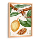 Turpin Tropical Fruit Ii - Turpin | Cuadro decorativo de Canvas Lab