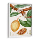 Turpin Tropical Fruit Ii - Turpin | Cuadro decorativo de Canvas Lab