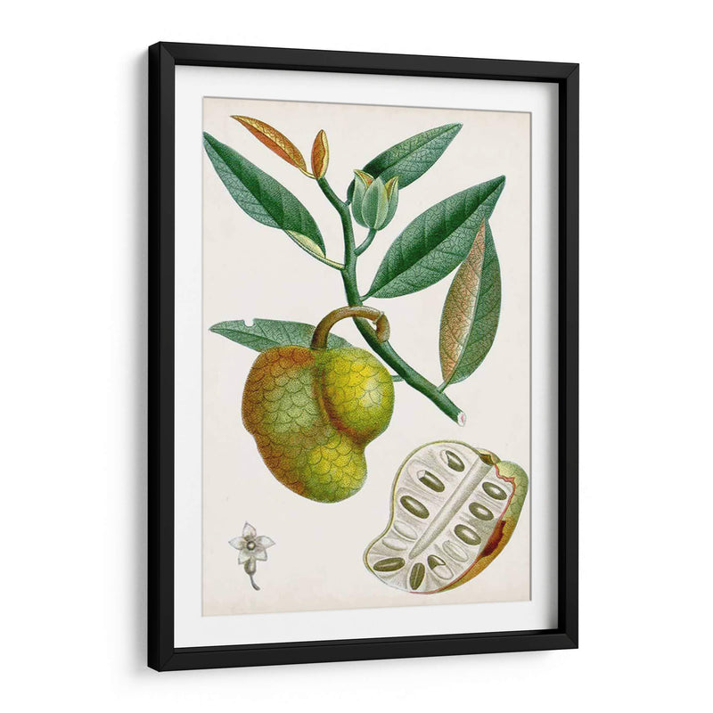 Turpin Tropical Fruit Iii - Turpin | Cuadro decorativo de Canvas Lab