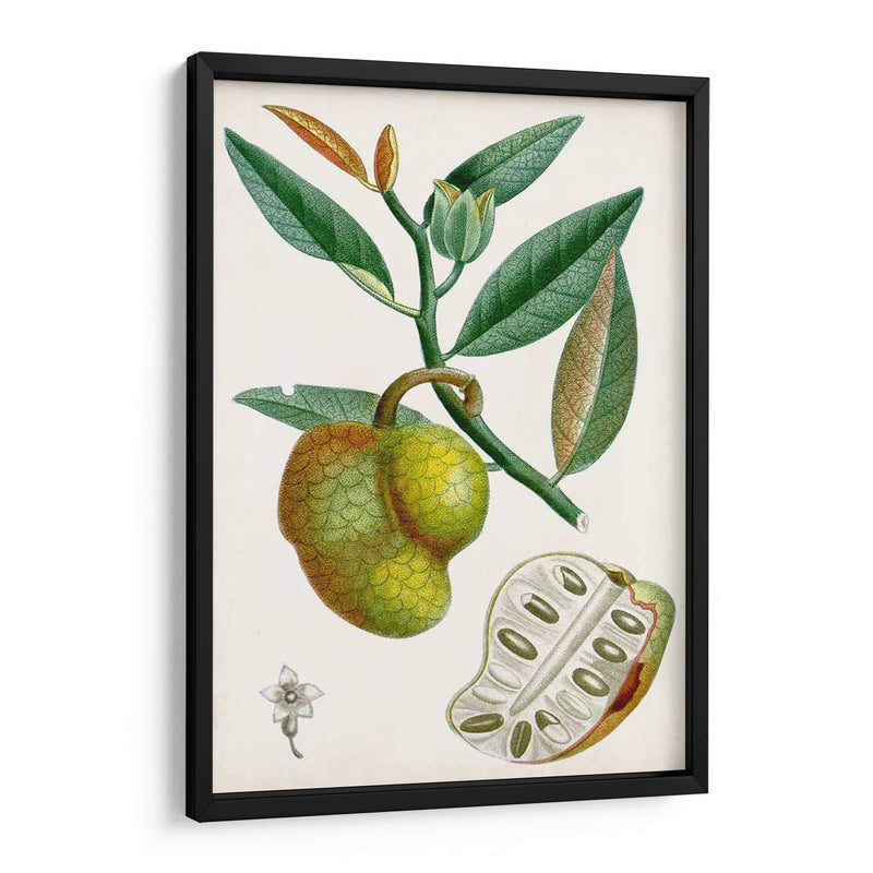 Turpin Tropical Fruit Iii - Turpin | Cuadro decorativo de Canvas Lab