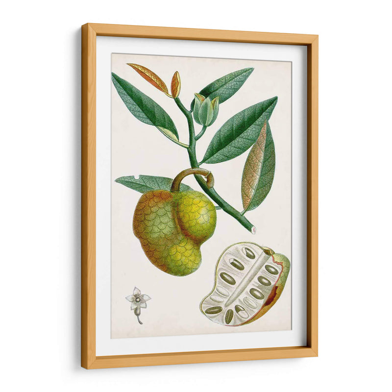 Turpin Tropical Fruit Iii - Turpin | Cuadro decorativo de Canvas Lab