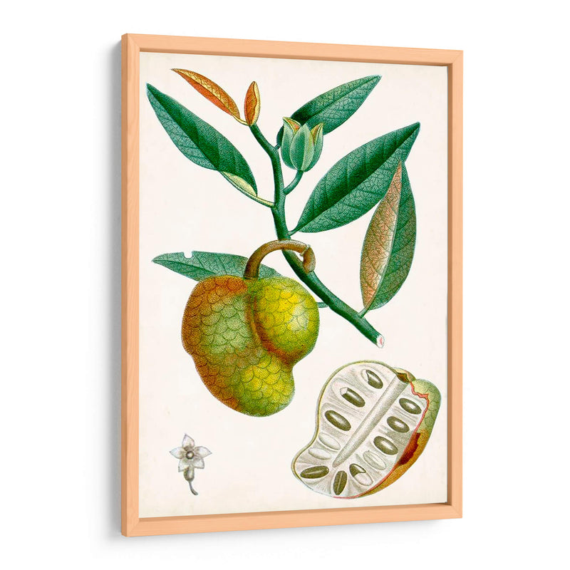 Turpin Tropical Fruit Iii - Turpin | Cuadro decorativo de Canvas Lab