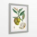 Turpin Tropical Fruit Iii - Turpin | Cuadro decorativo de Canvas Lab