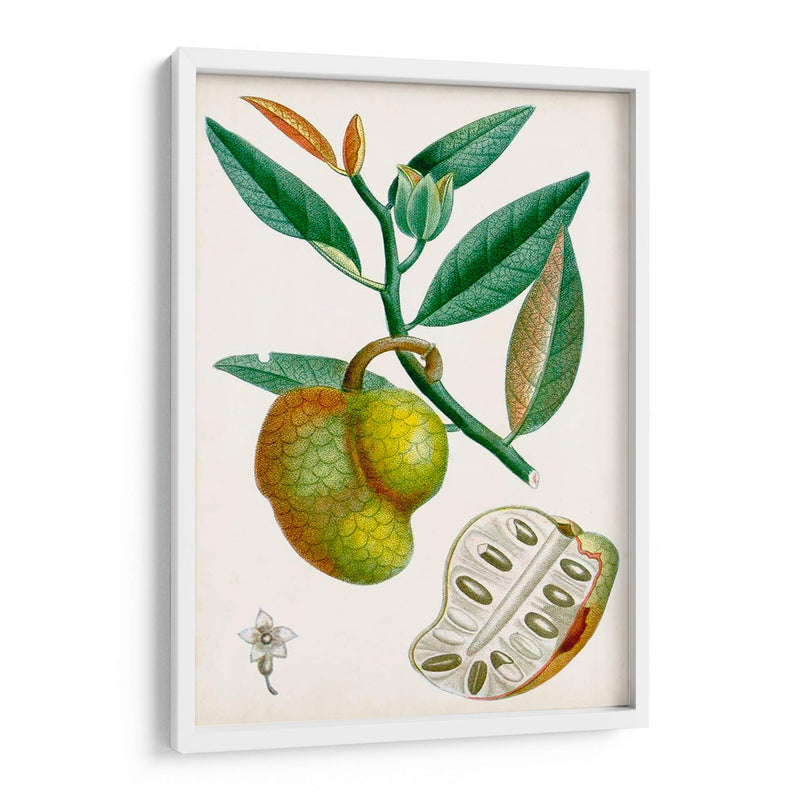 Turpin Tropical Fruit Iii - Turpin | Cuadro decorativo de Canvas Lab