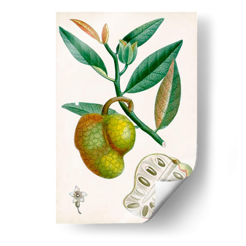 Turpin Tropical Fruit Iii - Turpin | Cuadro decorativo de Canvas Lab